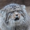 pallasscat