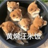 那你看看吧