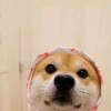 又大又白又圆