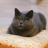 EvencAt