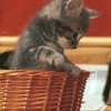 Granblue