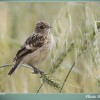 Gorrila