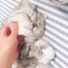 catty