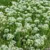 我們都是韮菜花