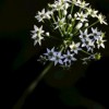 韭菜花