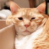 猪油拌饭