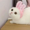大风起兮云飞扬
