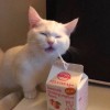 喵喵桑
