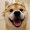 葱星人