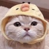 虾仁生煎包