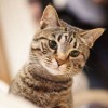 一只猫儿