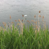 riveriver