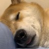 没有思想的废人
