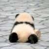 搞蛇皮搞吃瓜啊