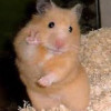 Winniedapoo