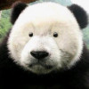 伊甸