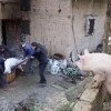 猪八戒