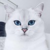 britshorthair