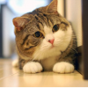 邦邦猫