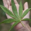 kaleweed
