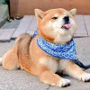 柴可夫斯基