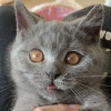 懒猫