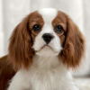 骑士查理王猎犬