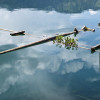 whiteimmerse