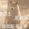 像葱像草又像韭