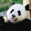 blackpanda