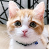 CatEye