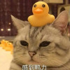 野貓喵喵喵是好喵
