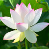 老严