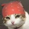 自由之猫