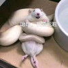 DJ音乐王