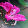 Bauhinia