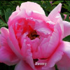 Peony