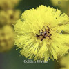 GoldenWattle