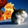 IndependentCat