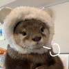 拉面侠小小酥
