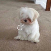 看起来像个小大人