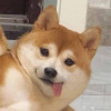宽衣居士