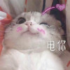 arise小汤圆