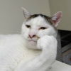 chairmanMeow