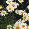 Crescentreed