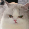 punpysfiom