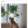 坏但是不蠢