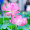 彼岸那时花开