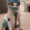我不是水軍