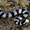 Hydrophis